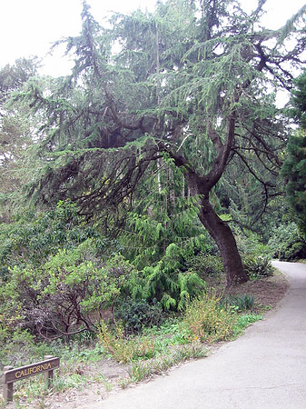 Foto Golden Gate Park mit Botanischen Garten