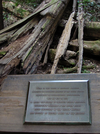 Foto Muir Wald - 