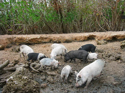 Fotos Schweine