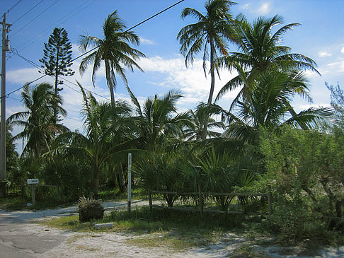 Fotos Pflanzen