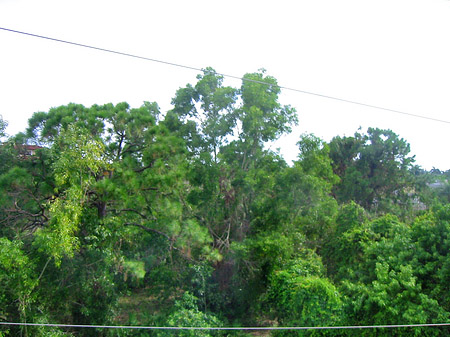 Baum Fotos