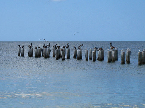 Vögel am Strand Fotos